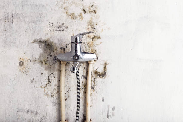 Colchester, IL Mold Remediation Company