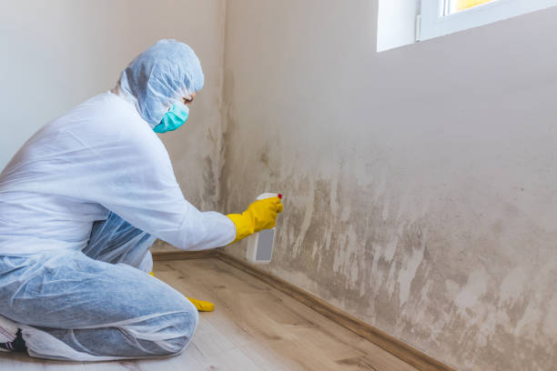 Best Post-Flood Mold Remediation in Colchester, IL