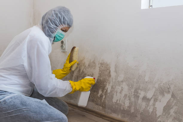 Best Emergency Mold Remediation in Colchester, IL