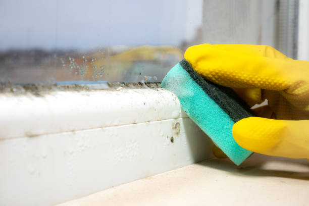 Best Insurance-Related Mold Remediation in Colchester, IL