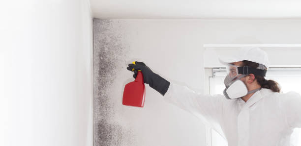 Best White Mold Remediation in Colchester, IL
