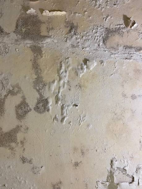 Best Attic Mold Remediation in Colchester, IL