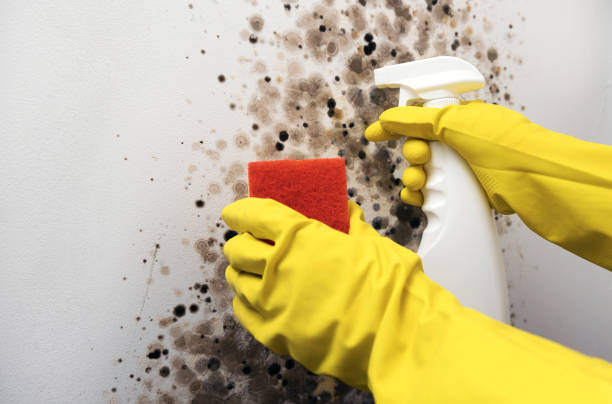 Best Mold Remediation for Schools in Colchester, IL