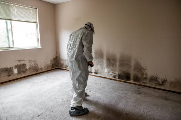 Best Basement Mold Remediation in Colchester, IL