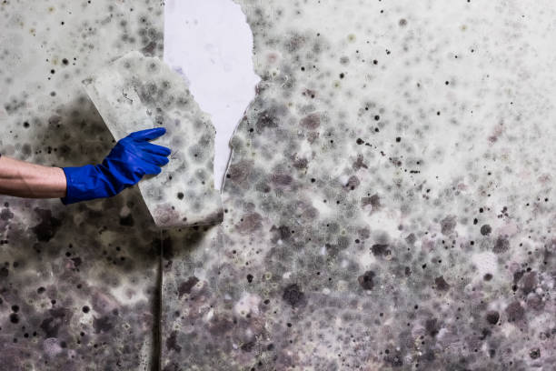 Best Residential Mold Remediation in Colchester, IL