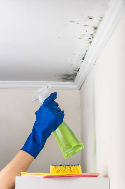 Best Residential Mold Remediation in Colchester, IL