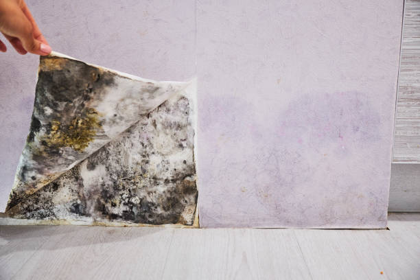 Best Commercial Mold Remediation in Colchester, IL